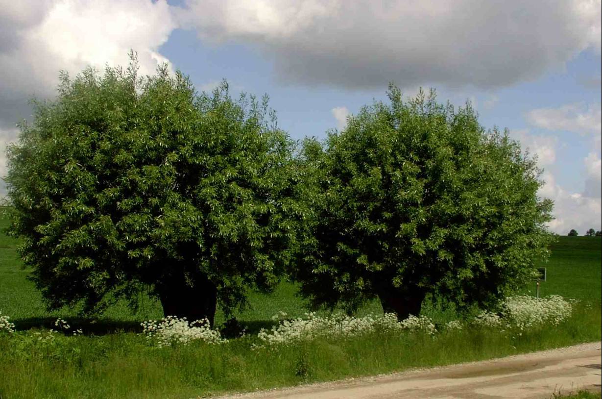 Kopfbäume Michalek