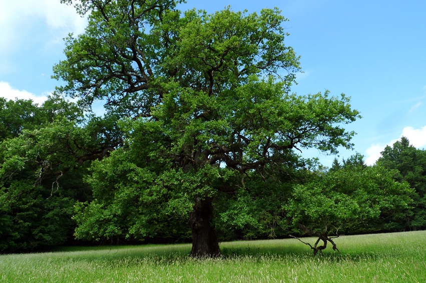 Quercus robur Josef Weinzettl