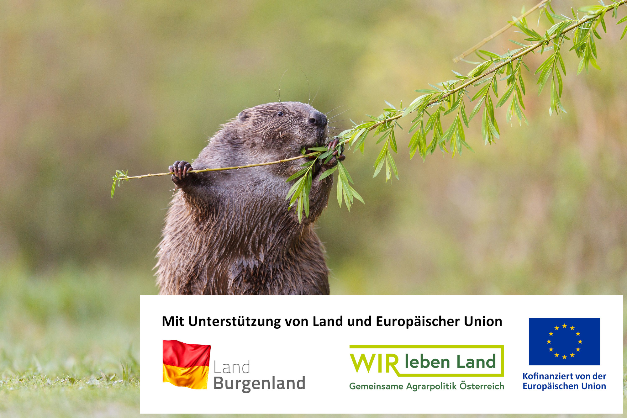 Naturschutzbund Burgenland Projekte