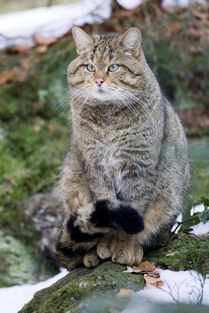 Wildkatze